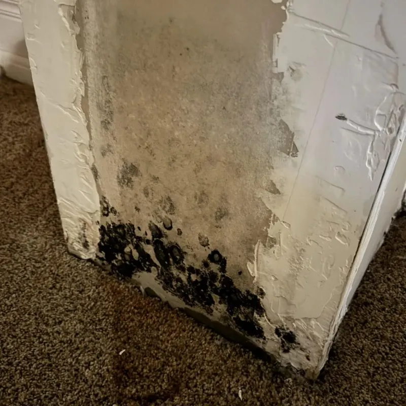 Professional Mold Removal in Anson, TX